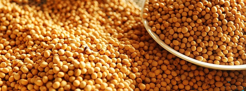 Soya